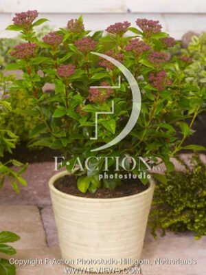 botanic stock photo Viburnum