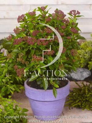 botanic stock photo Viburnum