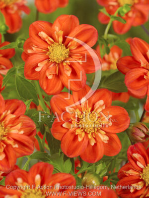 botanic stock photo Dahlia
