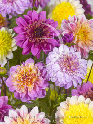 botanic stock photo Dahlia