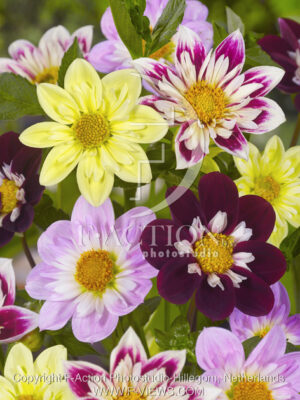 botanic stock photo Dahlia