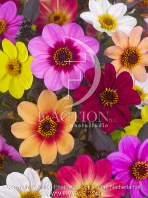 botanic stock photo Dahlia