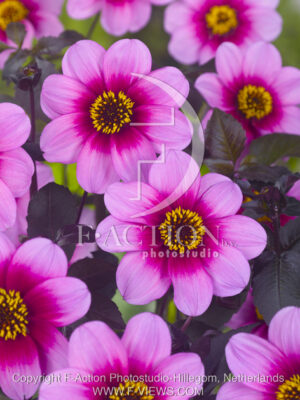 botanic stock photo Dahlia