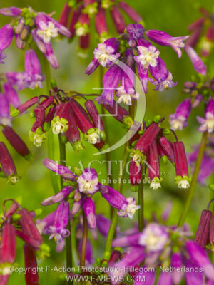 botanic stock photo Dichelostemma