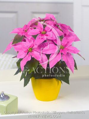 botanic stock photo Euphorbia