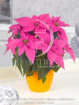 botanic stock photo Euphorbia