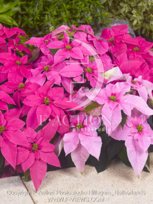 botanic stock photo Euphorbia