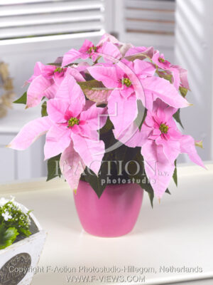 botanic stock photo Euphorbia