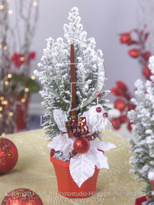 botanic stock photo Christmas Tree