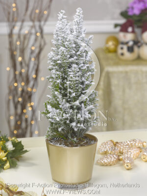 botanic stock photo Christmas Tree