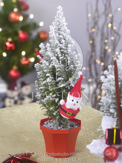 botanic stock photo Christmas Tree