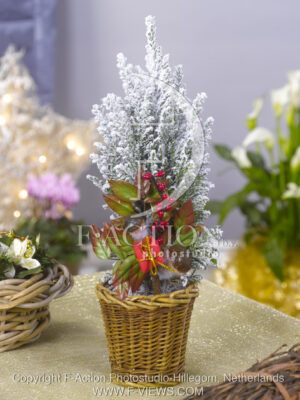botanic stock photo Christmas Tree