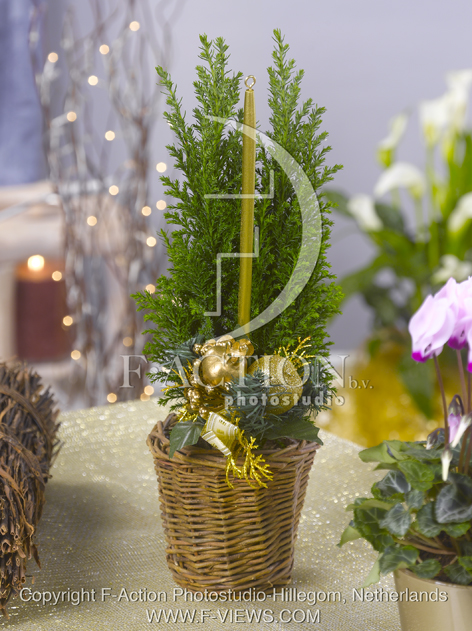botanic stock photo Christmas Tree