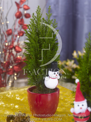 botanic stock photo Christmas Tree