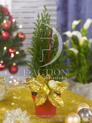 botanic stock photo Christmas Tree