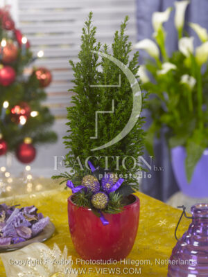 botanic stock photo Juniperus