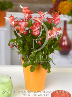 botanic stock photo Schlumbergera