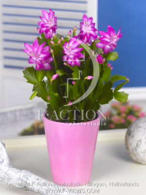 botanic stock photo Schlumbergera