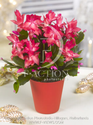 botanic stock photo Schlumbergera