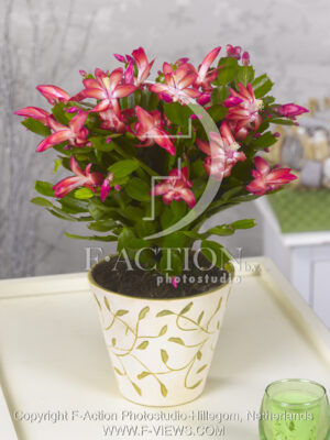 botanic stock photo Schlumbergera