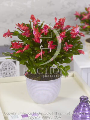 botanic stock photo Schlumbergera