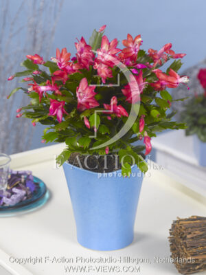 botanic stock photo Schlumbergera