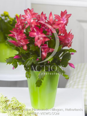 botanic stock photo Schlumbergera