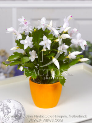 botanic stock photo Schlumbergera