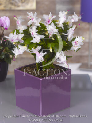 botanic stock photo Schlumbergera