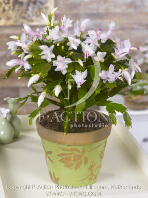 botanic stock photo Schlumbergera