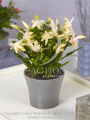 botanic stock photo Schlumbergera