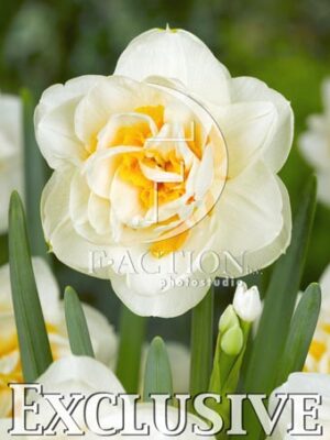 botanic stock photo Narcissus