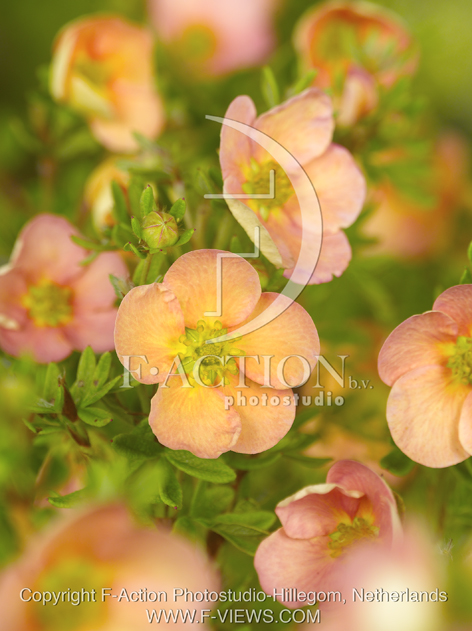 botanic stock photo Potentilla