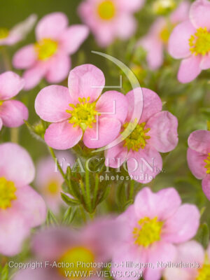 botanic stock photo Potentilla