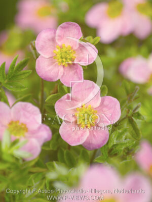 botanic stock photo Potentilla