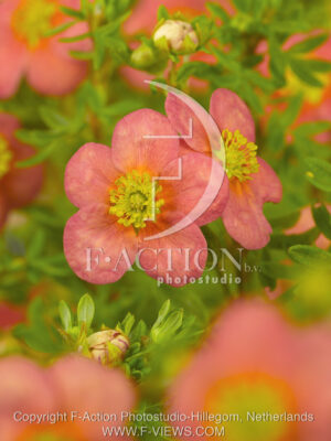 botanic stock photo Potentilla