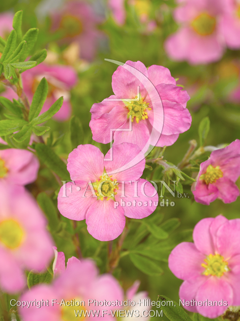 botanic stock photo Potentilla