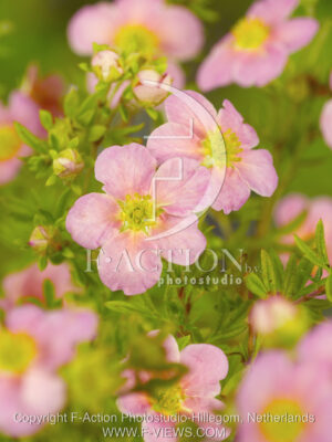 botanic stock photo Potentilla