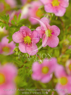 botanic stock photo Potentilla