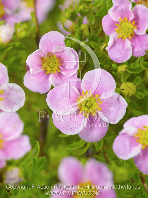 botanic stock photo Potentilla