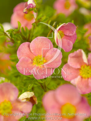 botanic stock photo Potentilla