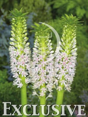 botanic stock photo Eucomis