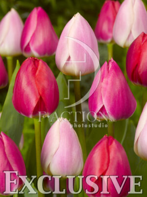 botanic stock photo Tulipa