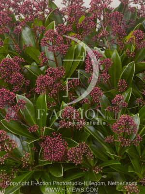 botanic stock photo Skimmia
