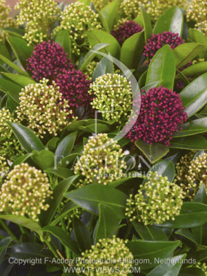 botanic stock photo Skimmia