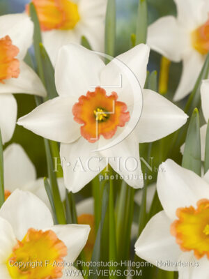 botanic stock photo Narcissus