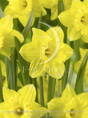 botanic stock photo Narcissus