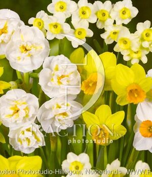 botanic stock photo Narcissus