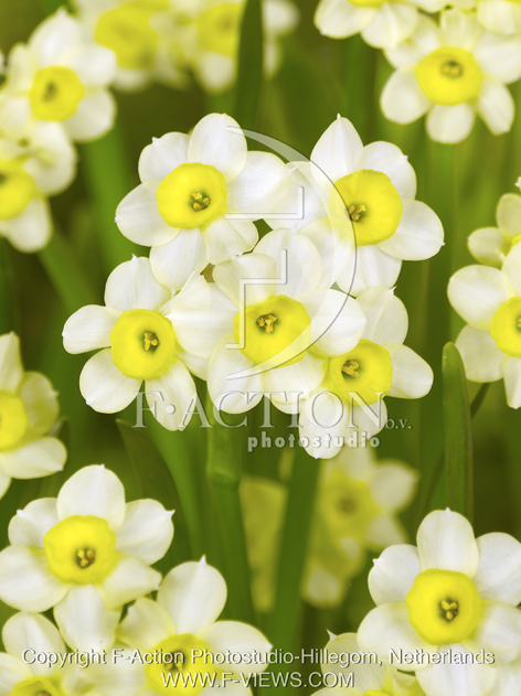 botanic stock photo Narcissus