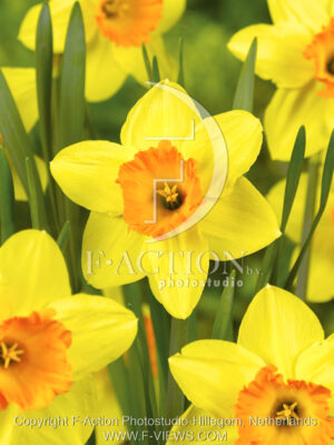 botanic stock photo Narcissus